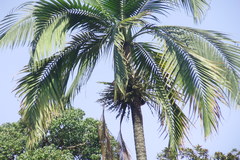 Rhopaloblaste augusta